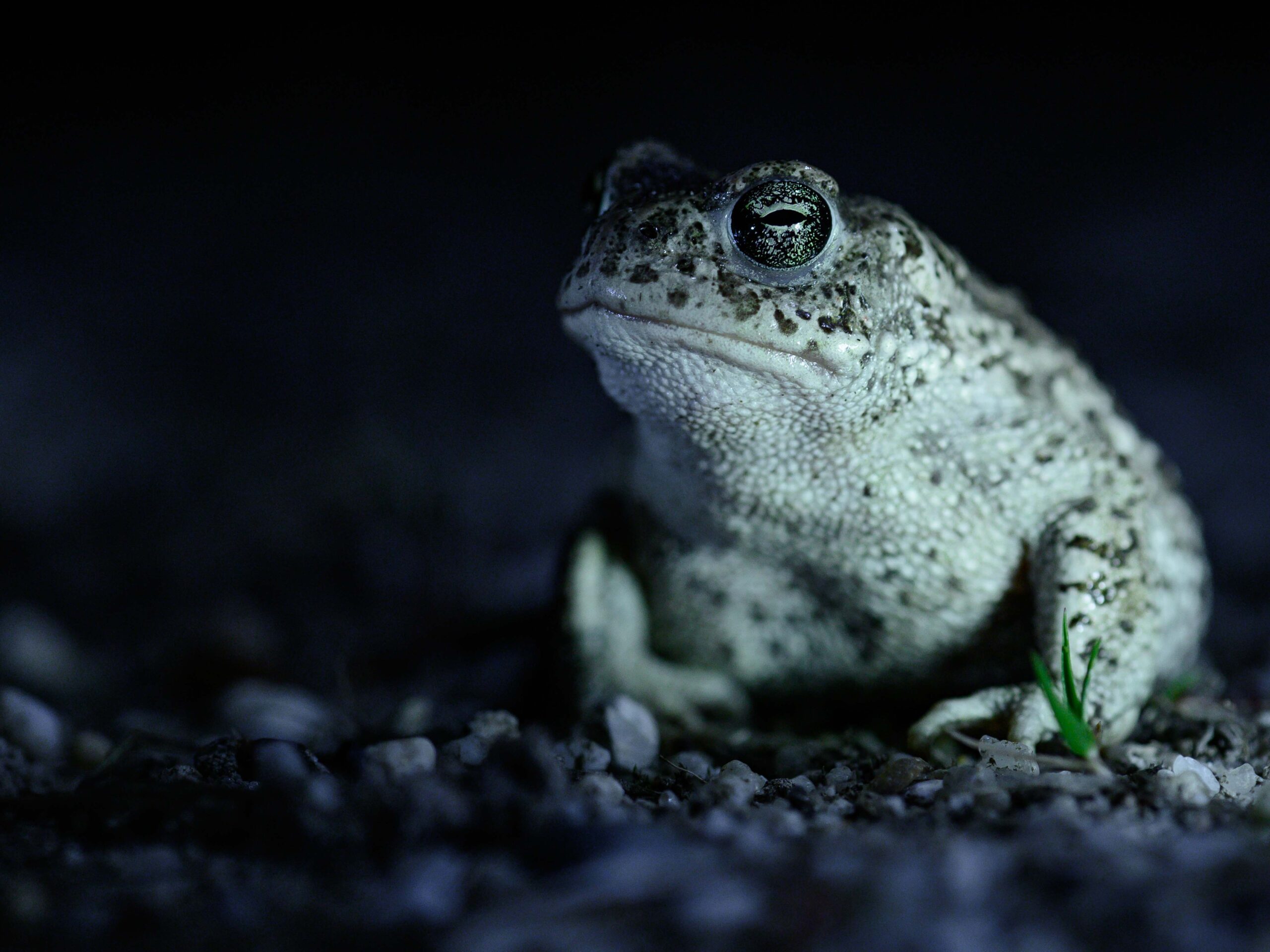 Natterjack toad in France