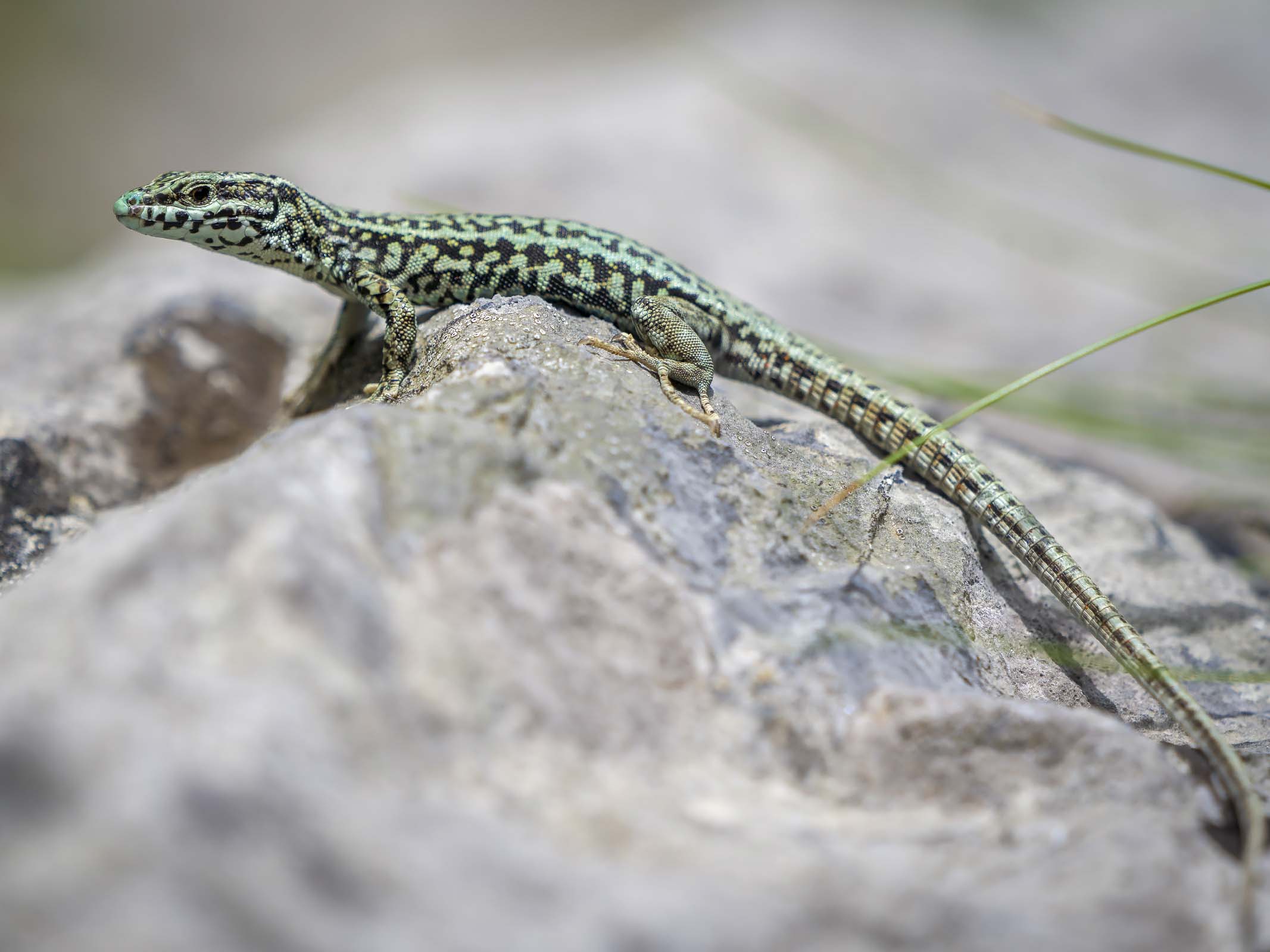 Lizard from the Pyrenees