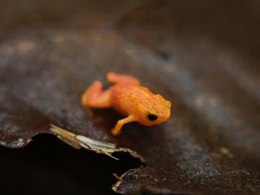 Sapo