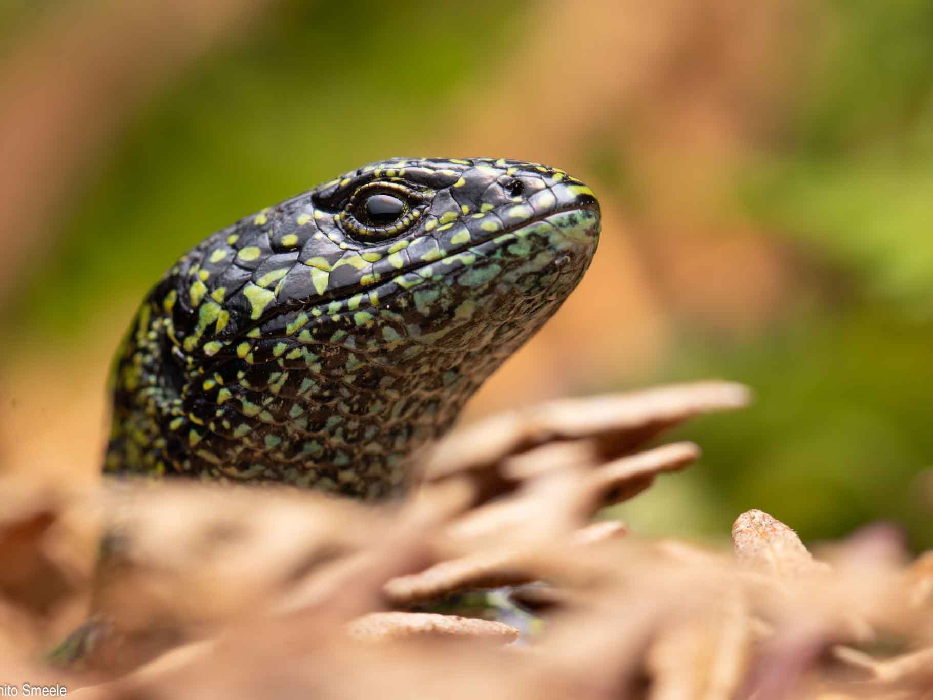 Abronia monticola lizard in Costa Rica