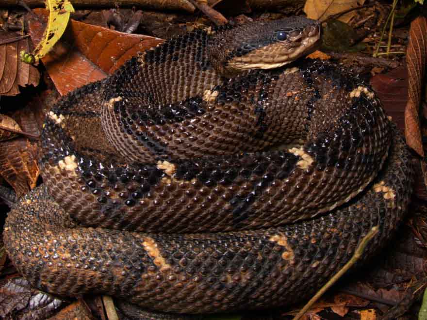 Central-American Bushmaster in Kekoldi