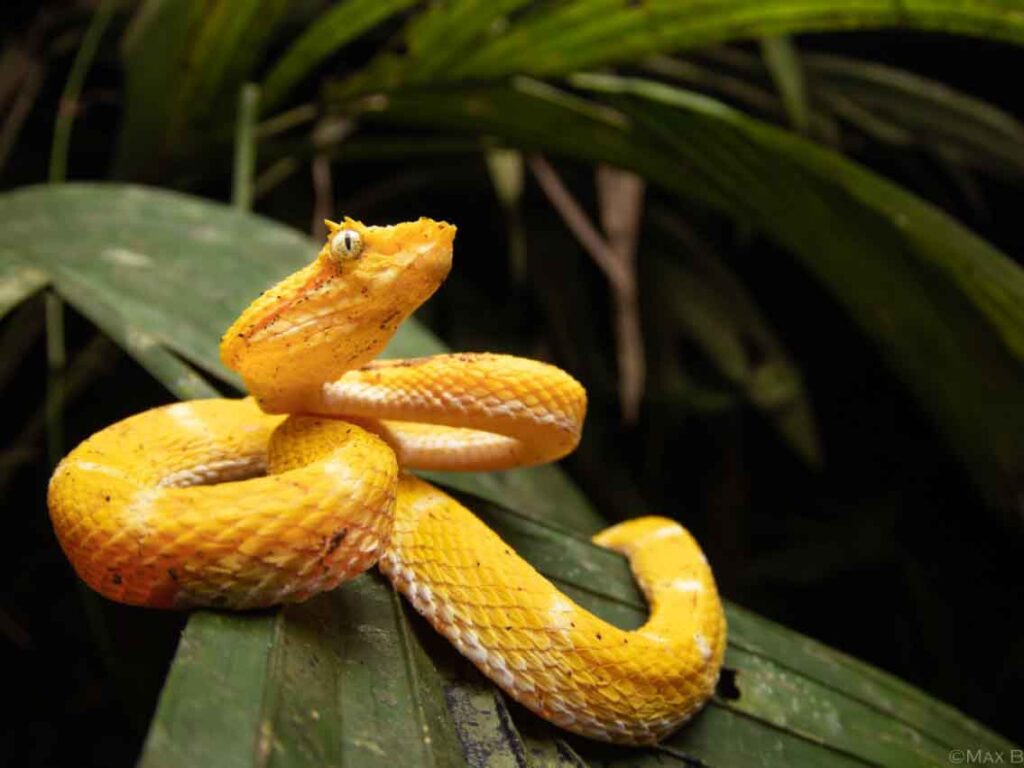 COSTA RICA HERPING ADVENTURE - ecoterraadventures.com