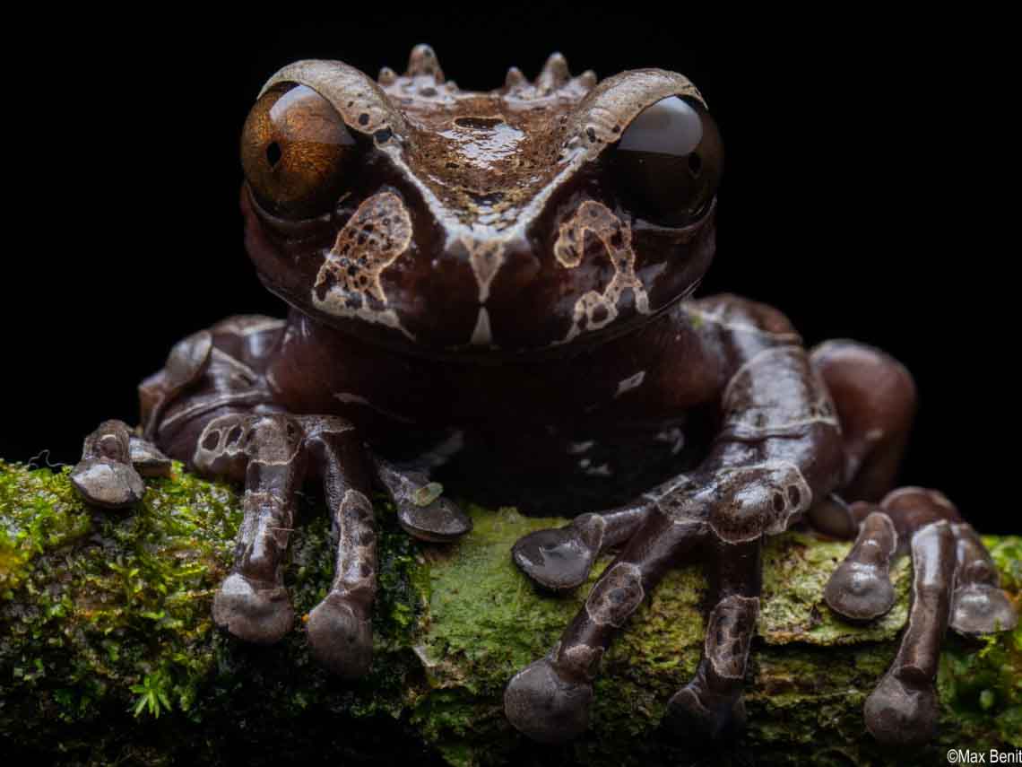 Coronated Treefrog in Costa Rica