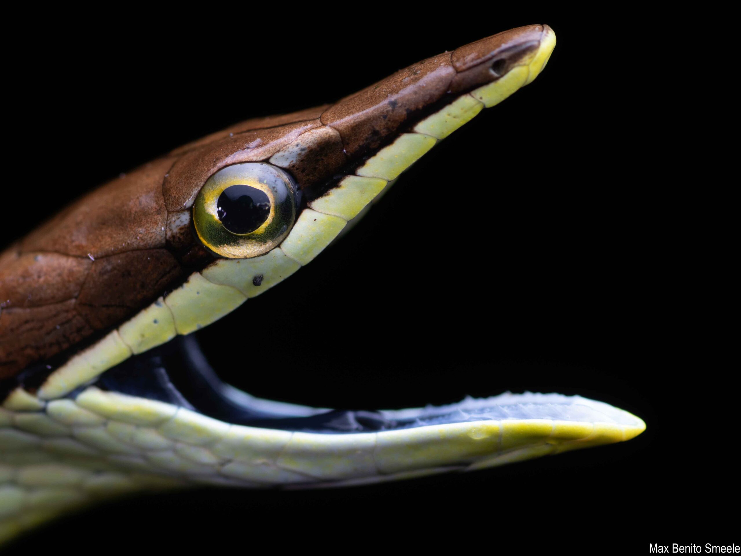 Mexican Vine Snake in Costa Rica
