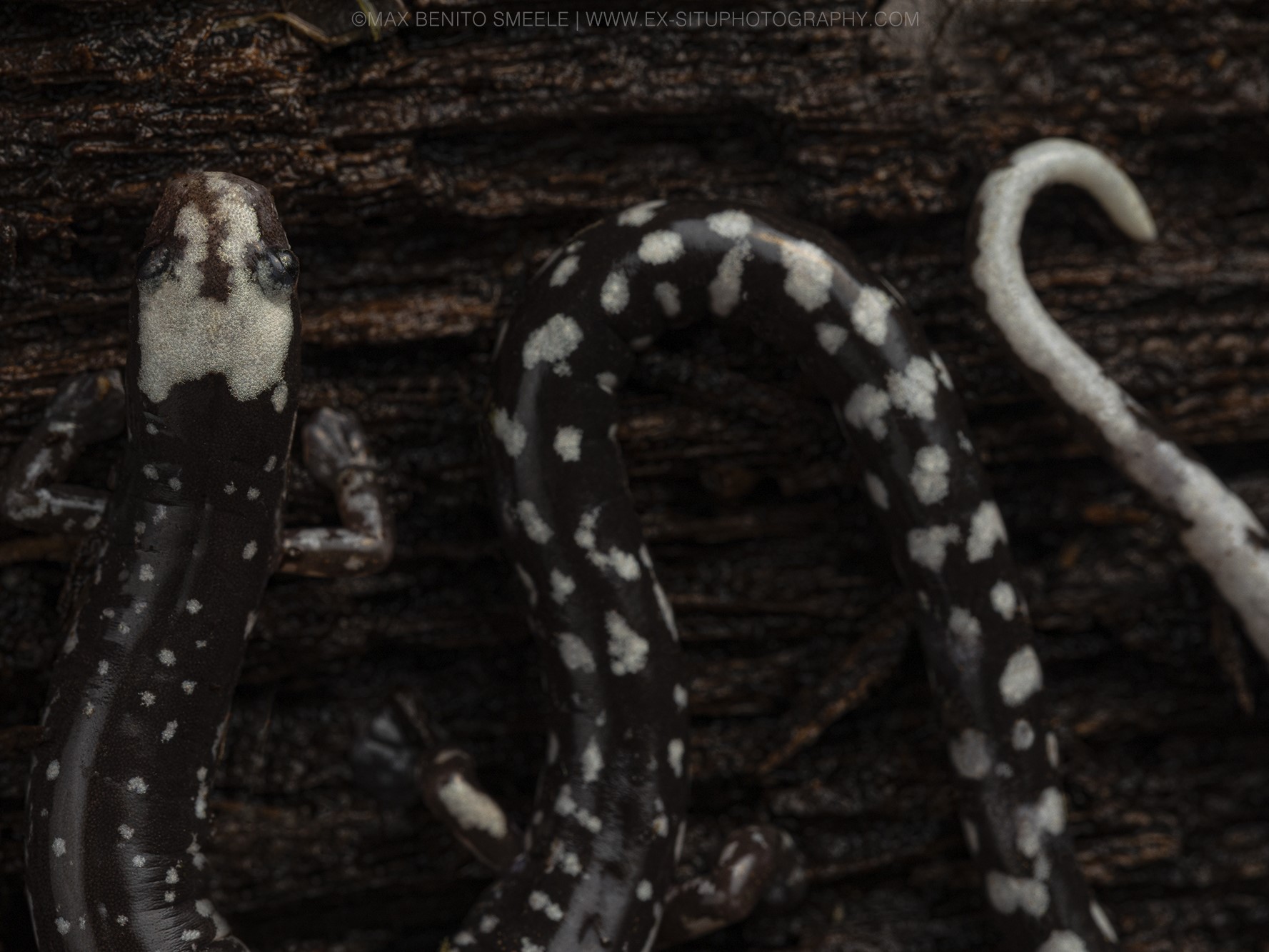 Oedipina carablanca salamander from Centro Manu