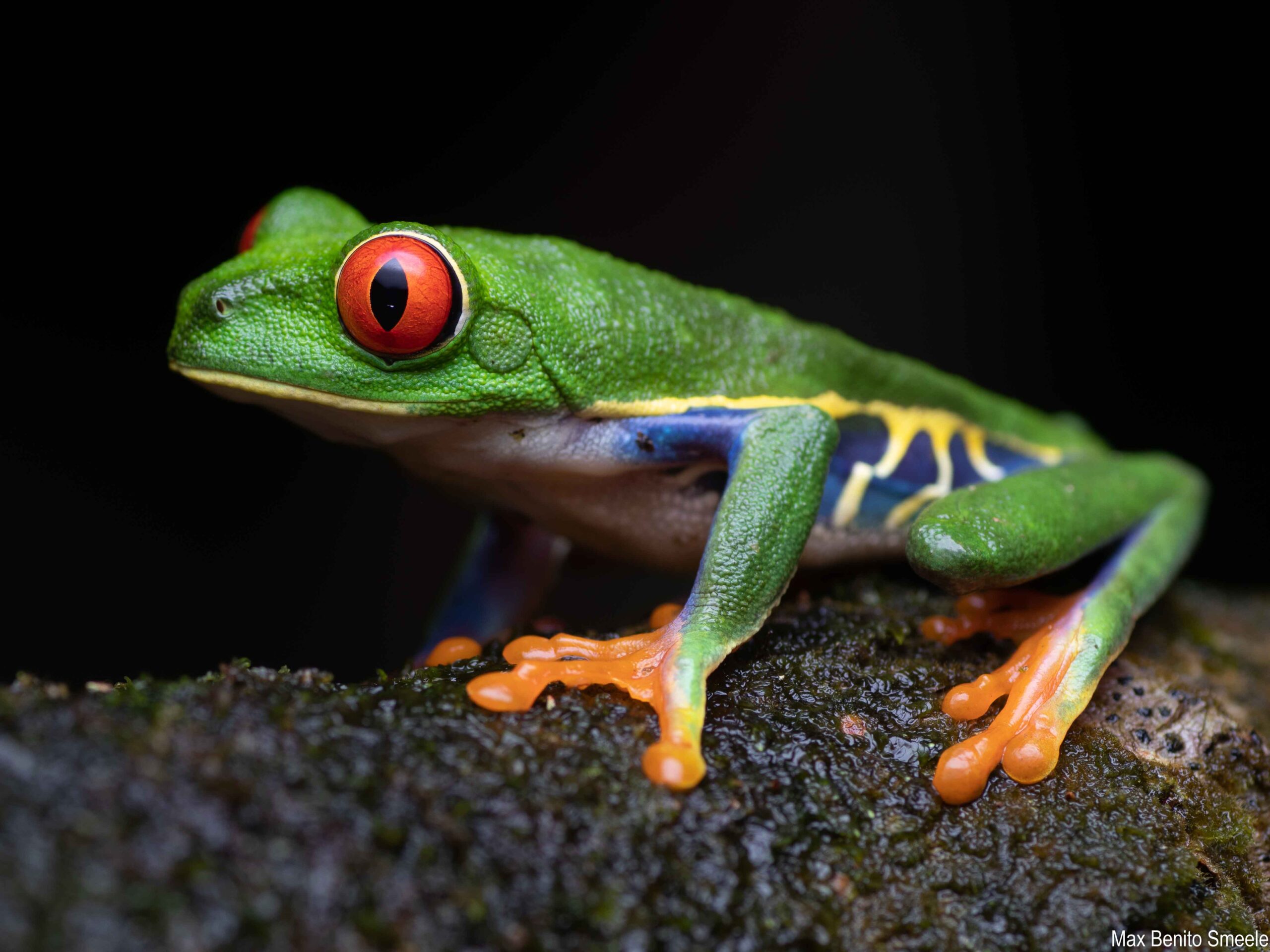The Iconic Red eyed treefrog from Costa Rica