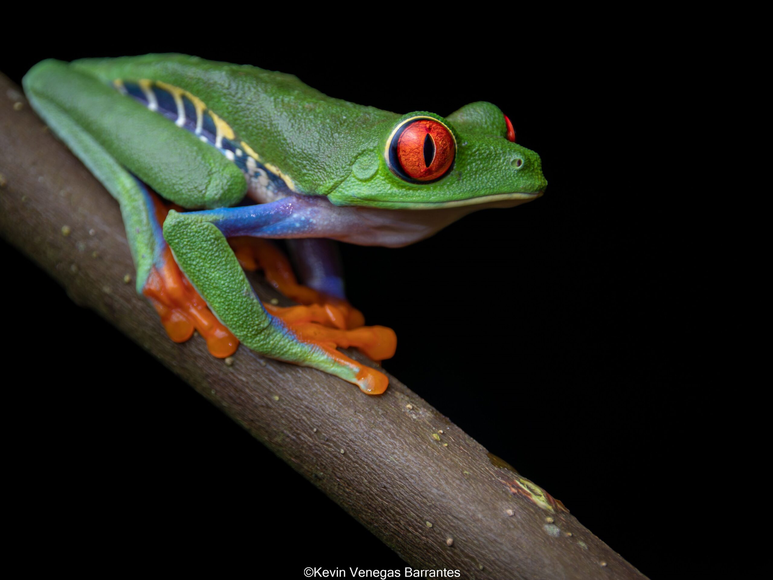 Red-eyed tree frog from Costa Rica