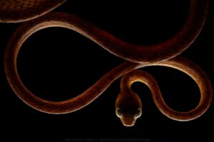 blunt headed tree snake