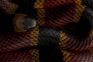 costa Rican coral snake