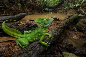 Basilisk in Costa Rica