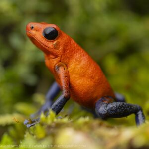 Poison frog from Costa Rica