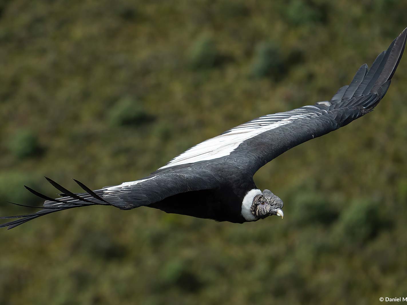 Andean Condor by Daniel Mideros