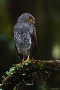 Barred Forest Falco in Ecuador by Daniel Mideros