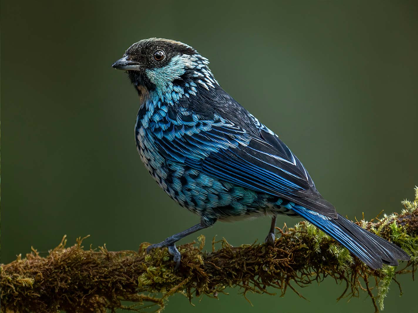 Beryl-spangled tanager by Daniel Mideros