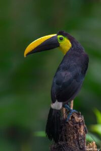 Choco Toucan in Ecuador by Daniel Mideros