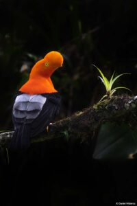 Eastern Andean-Cock-of-the Rock in Ecuador by Daniel Mideros