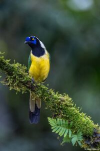 Inca Jay in Ecuador by Daniel Mideros