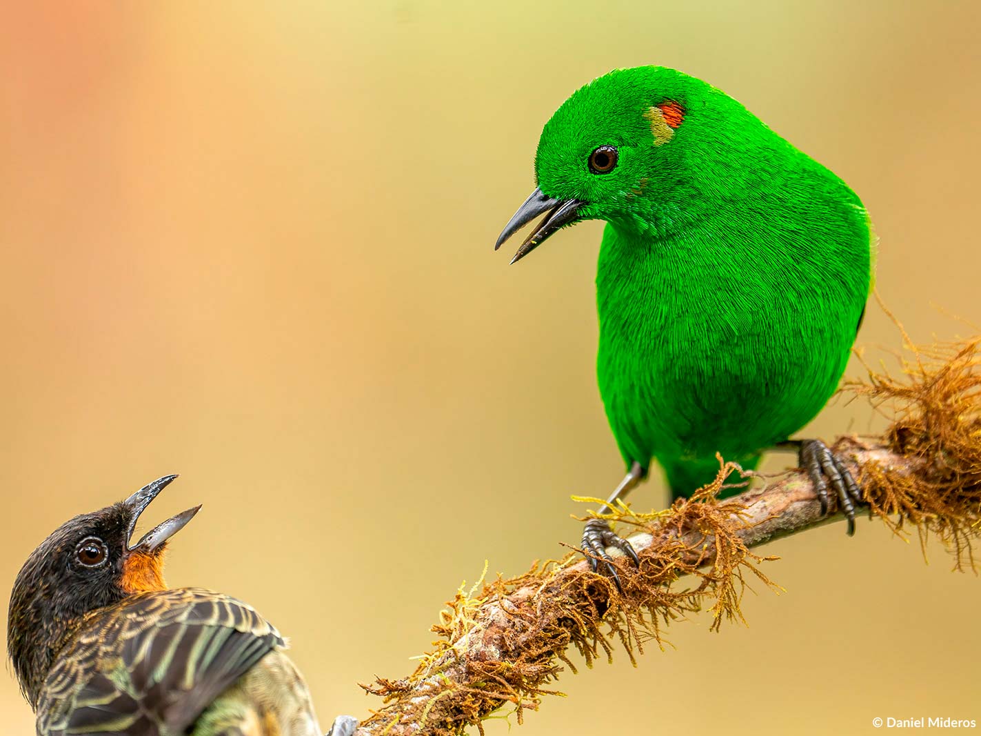 GListerin-green Tanager by Daniel Mideros