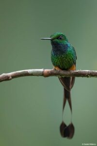 Orange-booted racket-tail in Ecuador by Daniel Mideros