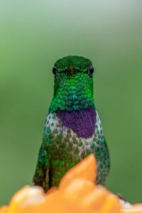 Purple-bibbed Whitetip in Ecuador by Daniel Mideros
