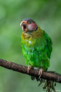 Rose-faced parrot in Ecuador by Daniel Mideros