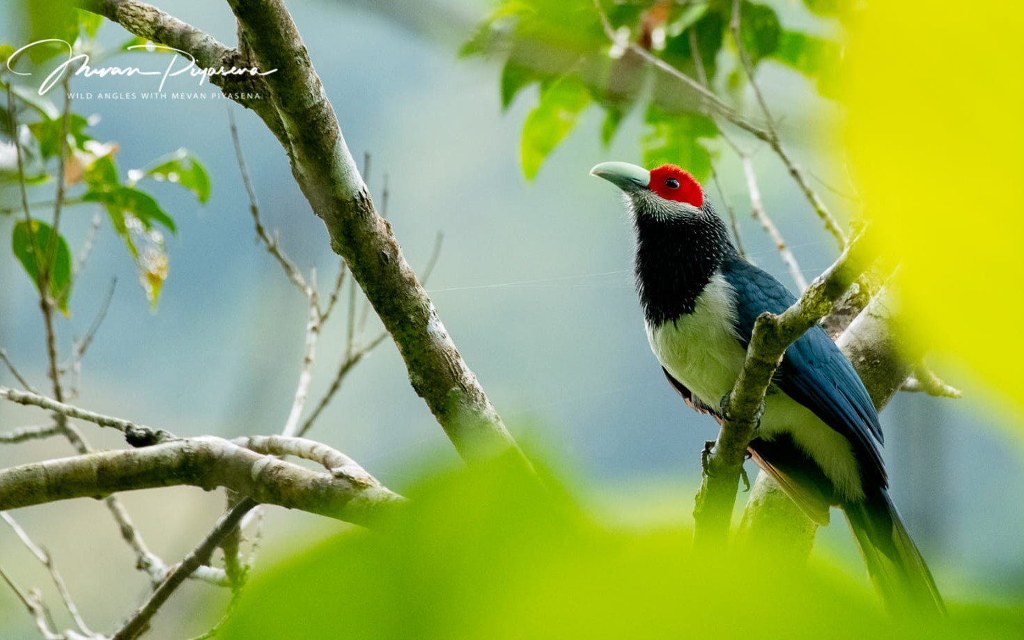 Bird in Siharaja by Mevan Piyasena