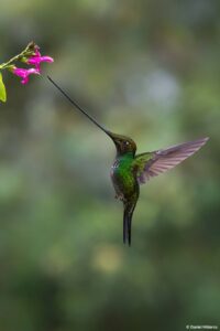 Sword-billed hummingbird in Ecuador by Daniel Mideros