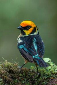 Flame-faced tanager in Ecuador by Daniel Mideros