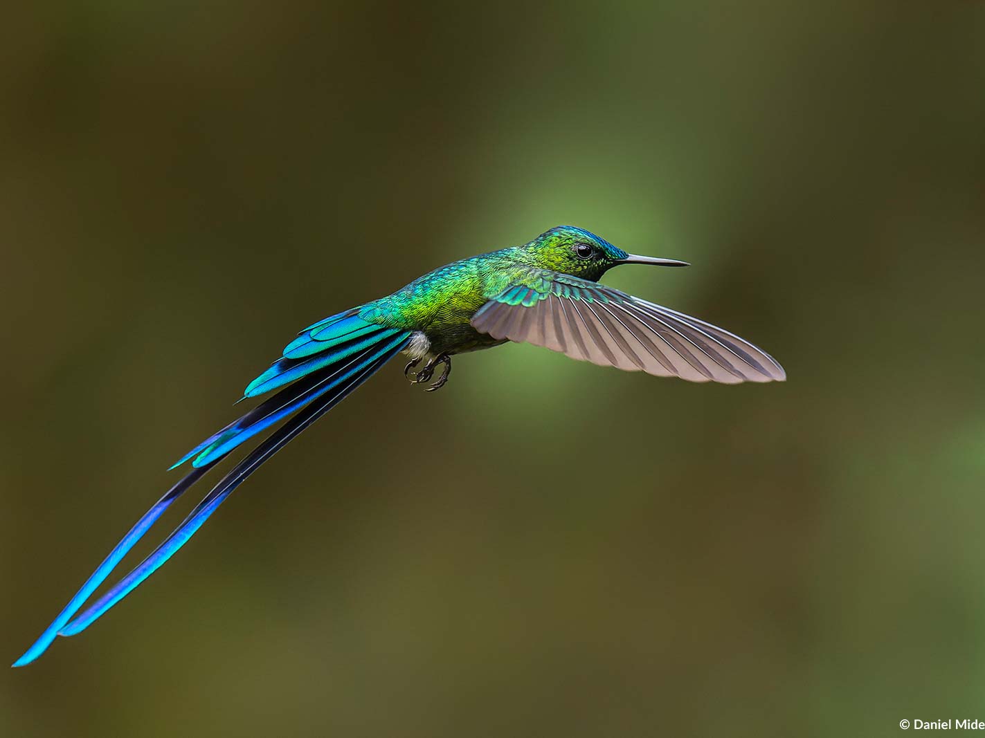 Long-tailed Sylph by Daniel Mideros