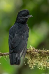 Long-wettled UMbrellabird in Ecuador by Daniel Mideros