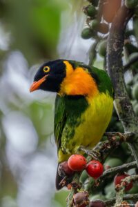 Orange-breasted fruiteater in Ecuador by Daniel Mideros