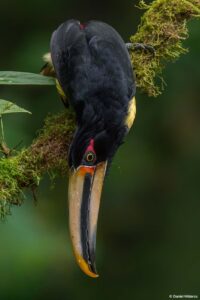 Pale-mandibled Aracari in Ecuador by Daniel Mideros