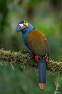 Plate-billed Mountain toucan in Ecuador by Daniel Mideros