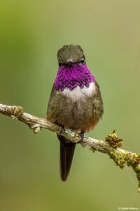 Purple throated Woodstar in Ecuador by Daniel Mideros