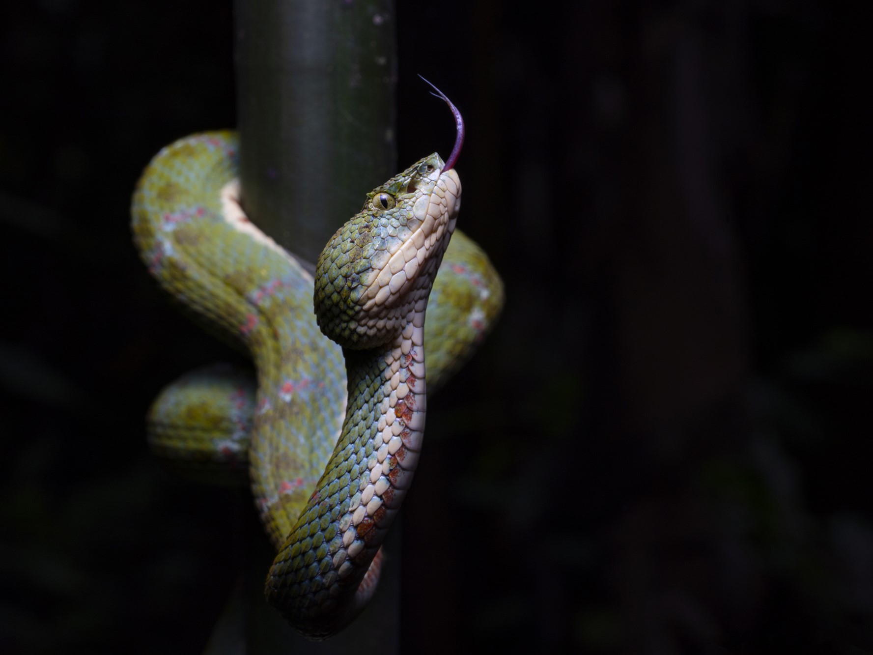 Bothriechis schlegelii in Ecuador