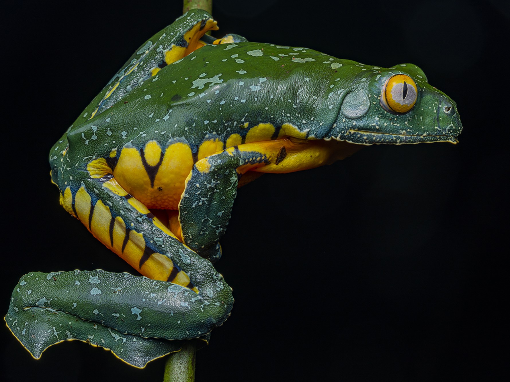 Cruziohyla craspedopus in the Ecuadorian Amazon