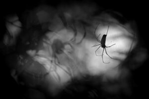 Macro photo from a spider by Kai Kolodziej
