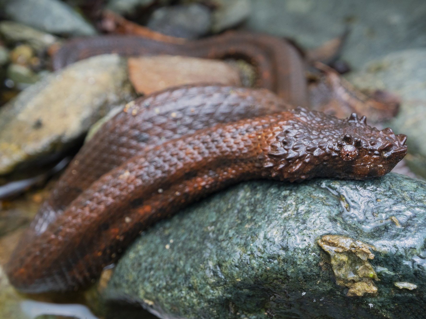 Northern eyelash boa from Ecuador