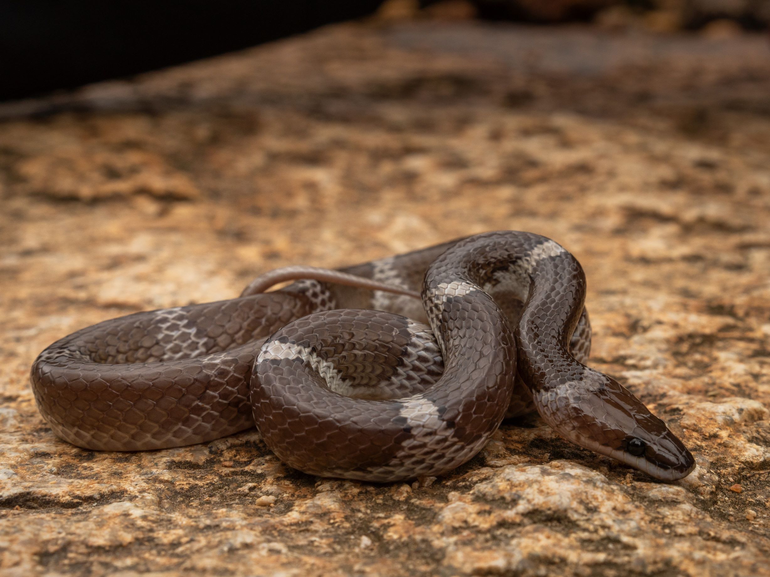 Wolf Snake from the Western Ghats