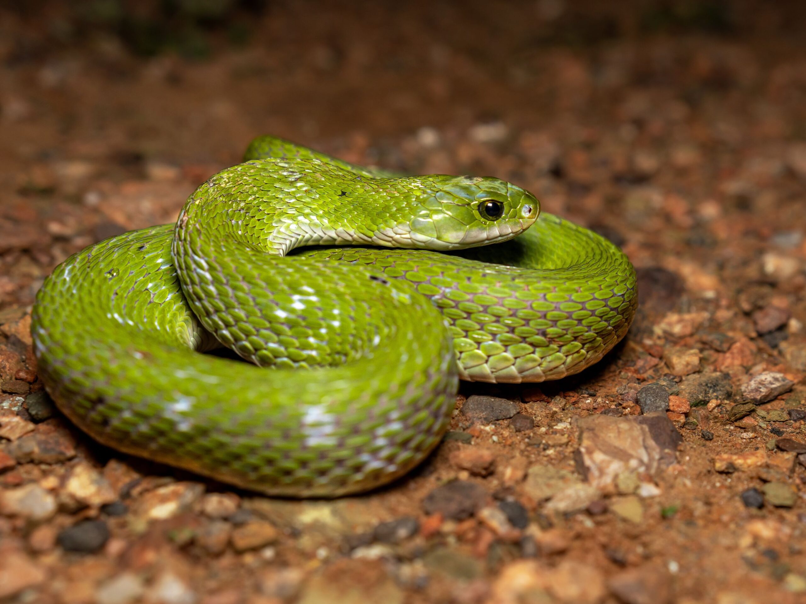 Green keelback from the Western Ghats