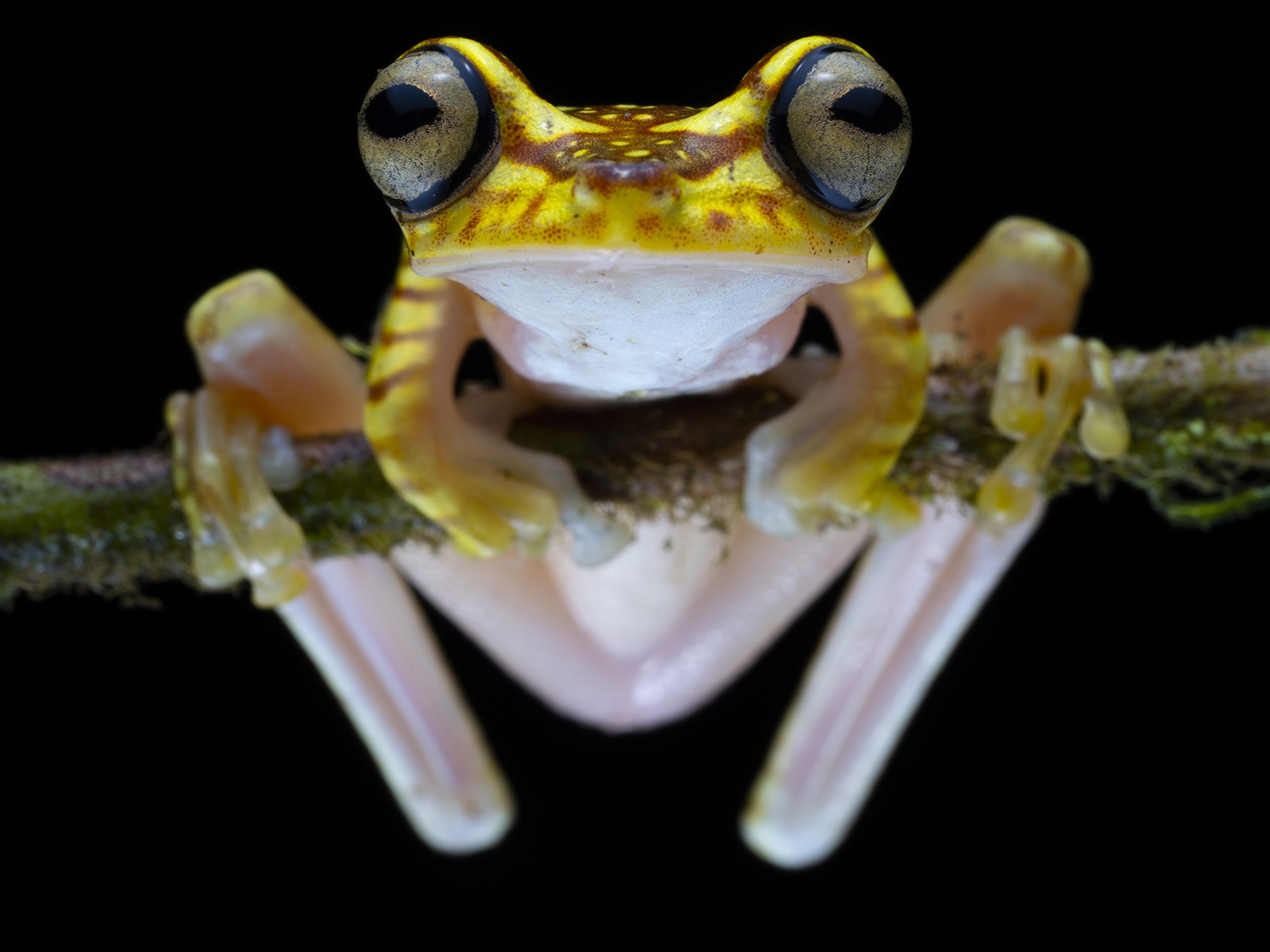 Boana picturata from Ecuador