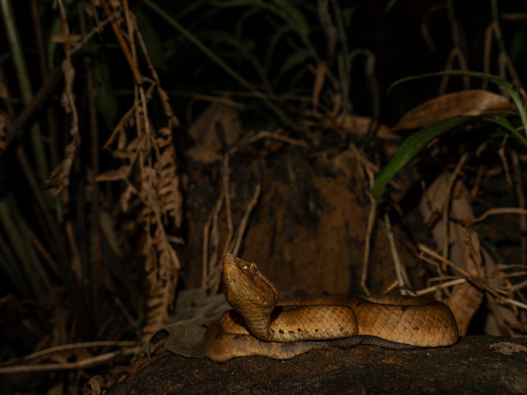 Humpnosed viper from the Western Ghats
