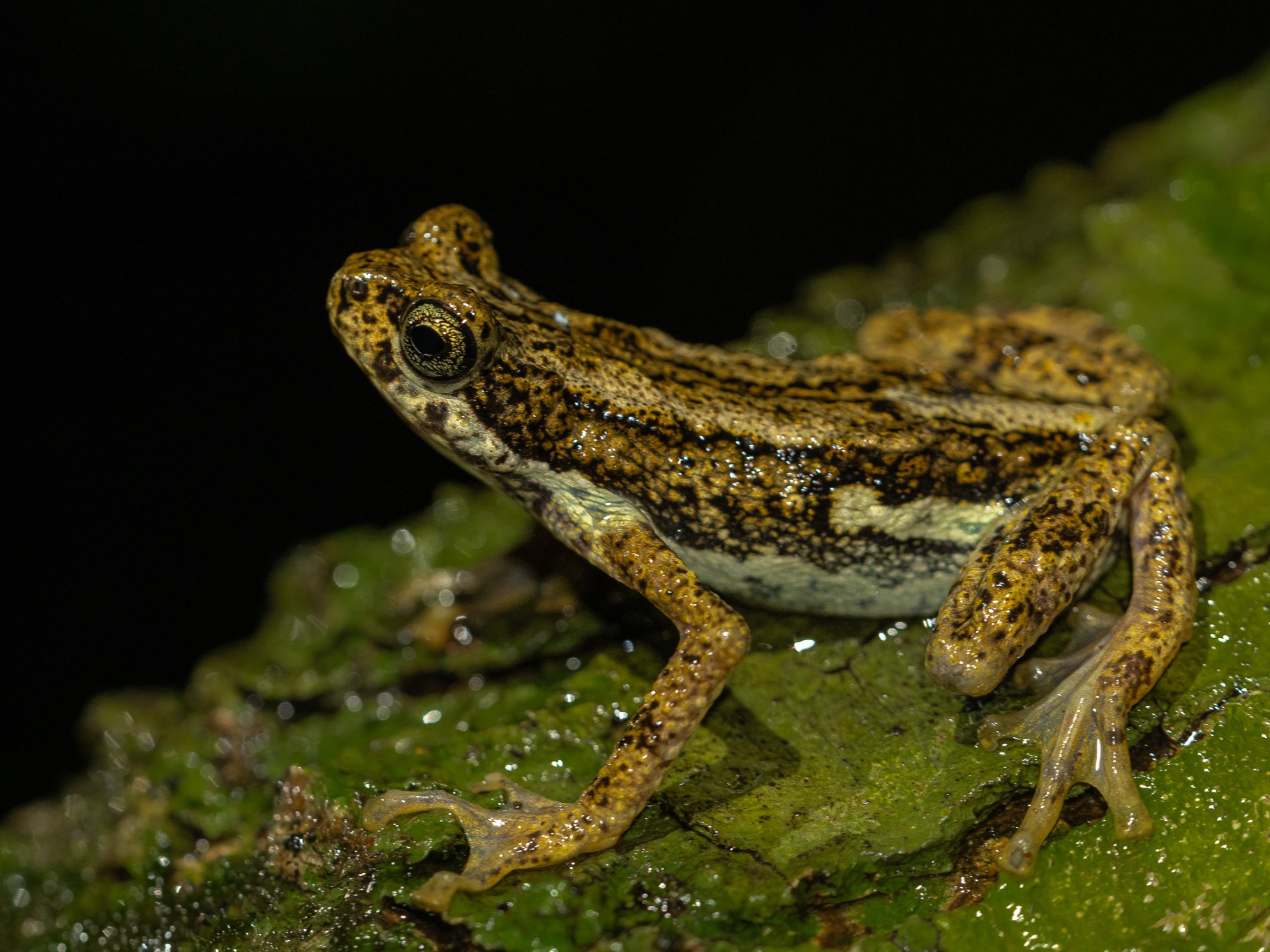 Malbar Toad from the Western Ghats