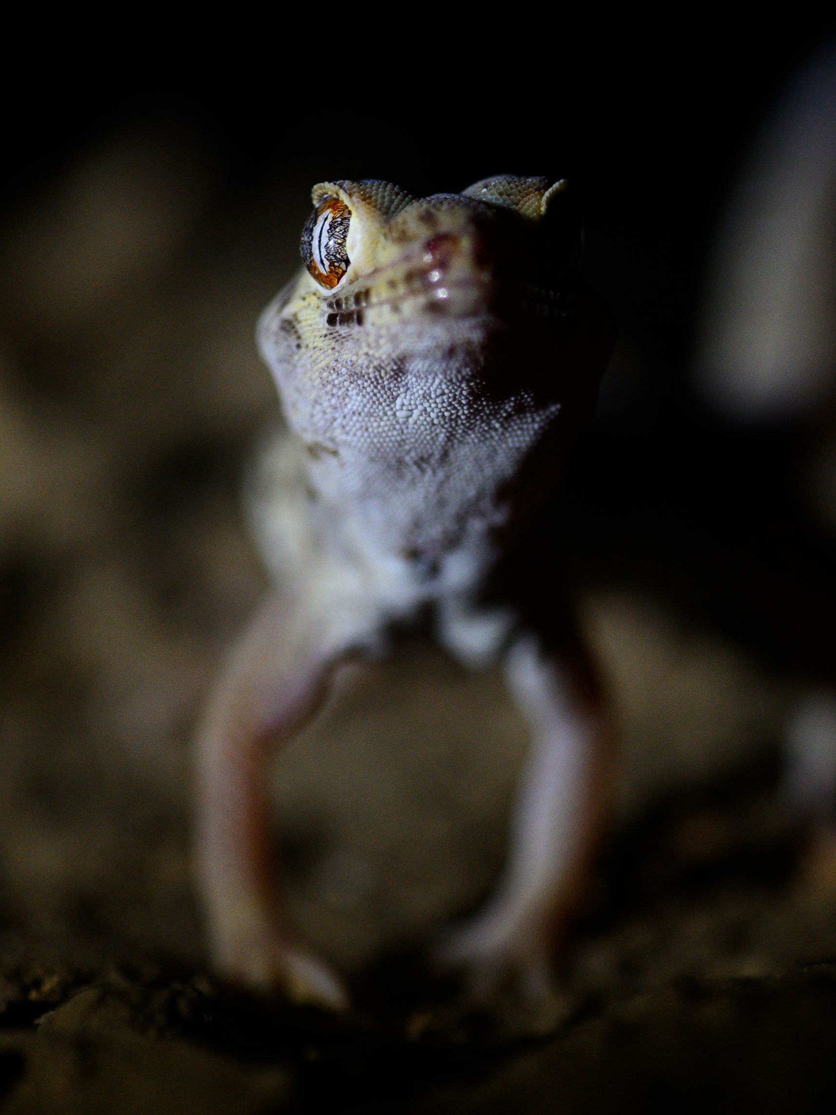 Herping Holiday gecko