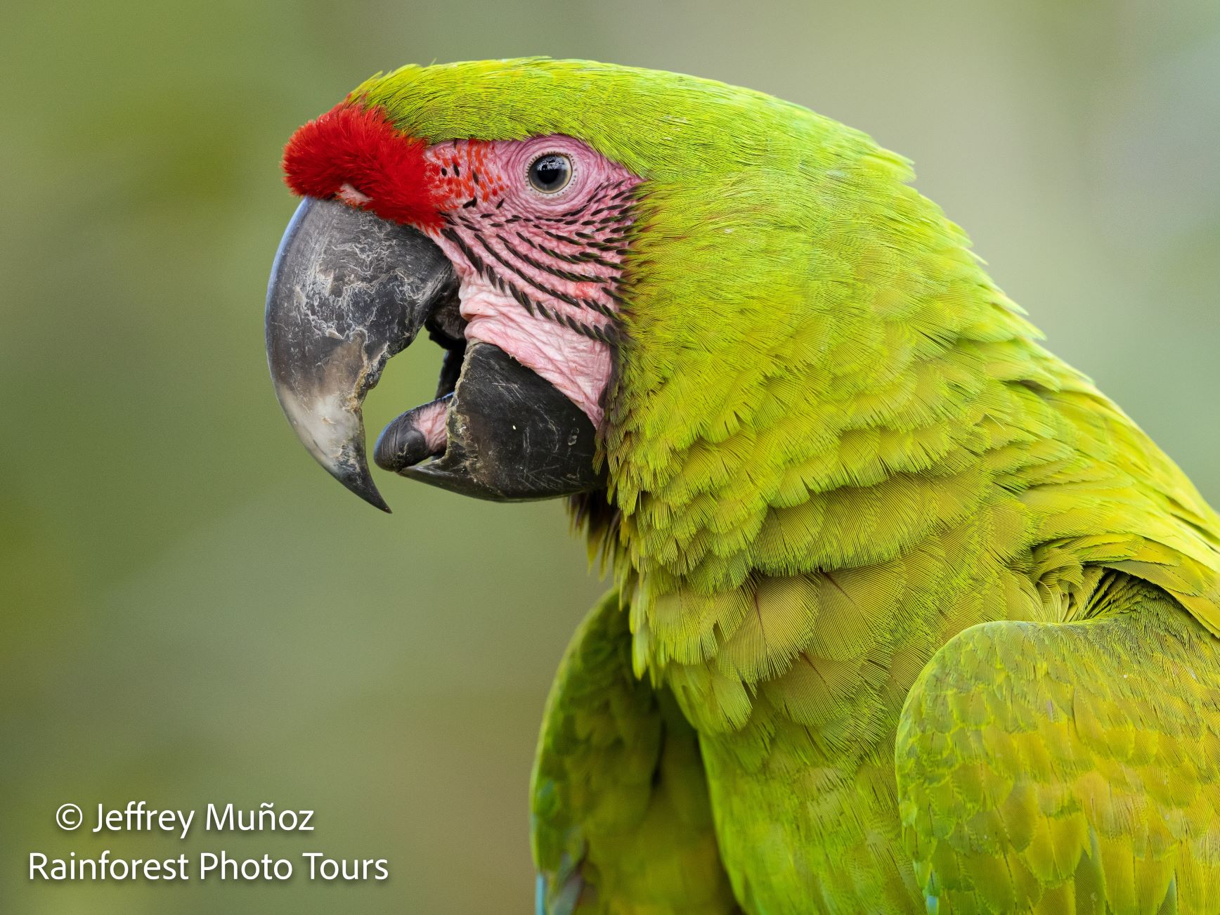 Great green macaw in Costa Rica