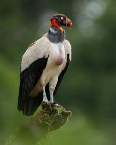 King vulture by Jeffrey Munoz