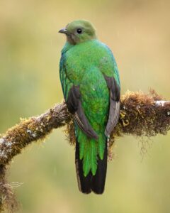 Female Resplendent quetzal by Jeffrey Munoz