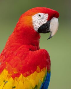 Scarelt macaw by Jeffrey Munoz