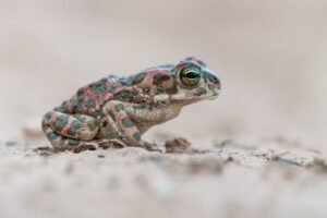 African green toad from South Morocco