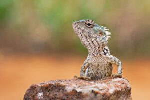 Agama from Sri Lanka by Cai Priestley